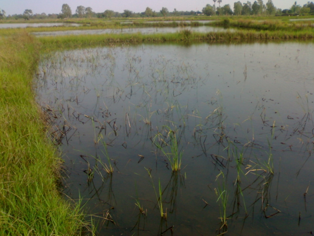 Buffalo fishing  ช่อนนา @ สกลนคร