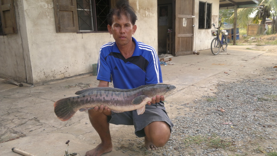 ชะโดคลอง (คลองพระอุดม)