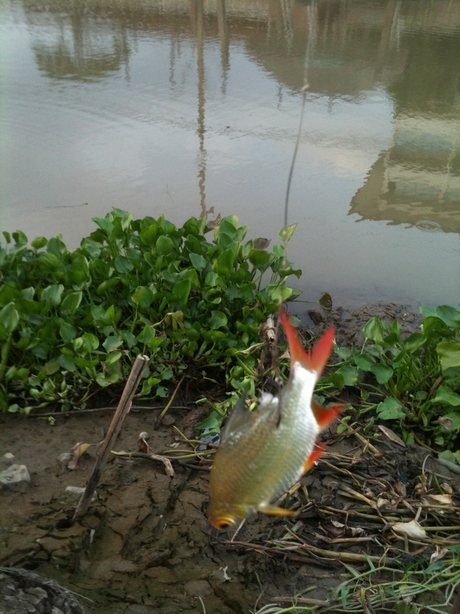 ชะโดคลอง (คลองพระอุดม)