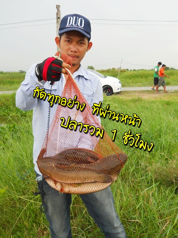 ด่วน!!! เปิดซิงปลาช่อนวังกุ้งพานทอง อาทิตย์นี้ มีร