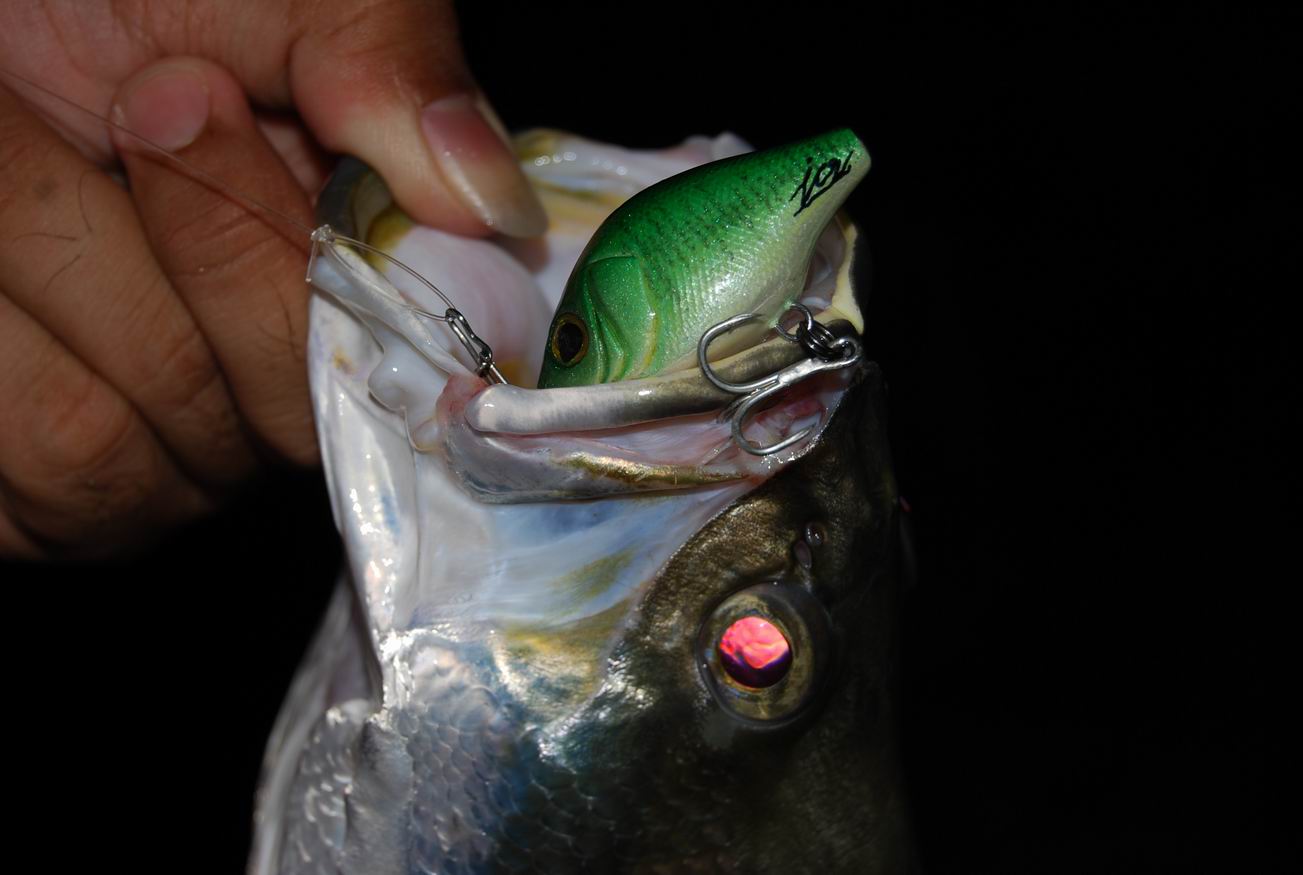 Test action......jcs lure   _2