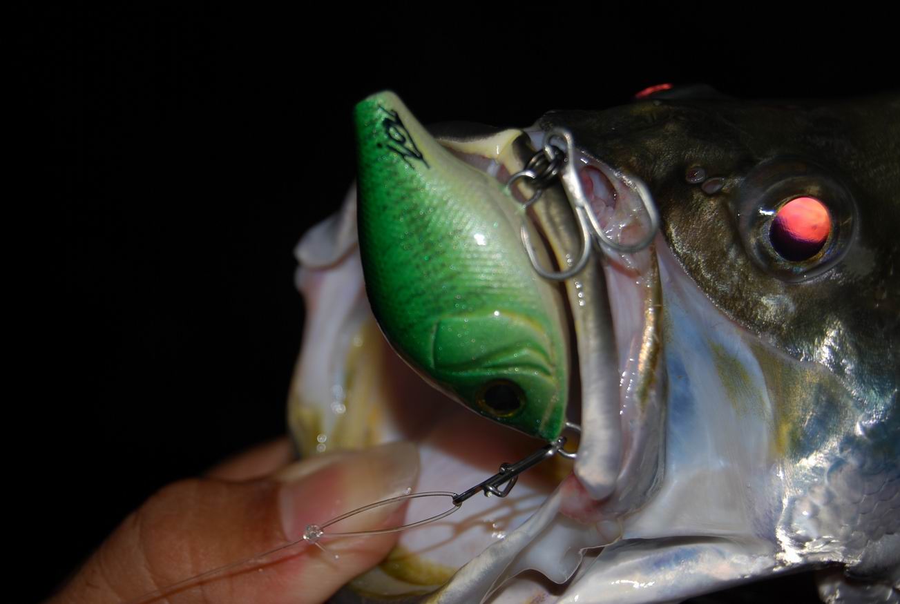 Test action......jcs lure   _2