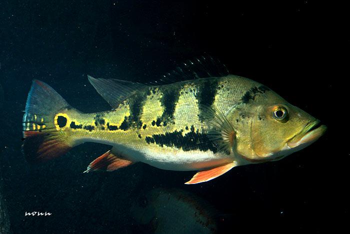 ผลกระทบของพีค๊อกบาสต่อปลาท้องถิ่นในทะเลสาปเขตร้อน