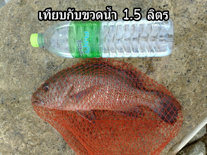 กระพงแดง ณ หาดนราทัศน์ จ.นราธิวาสคร้าบ