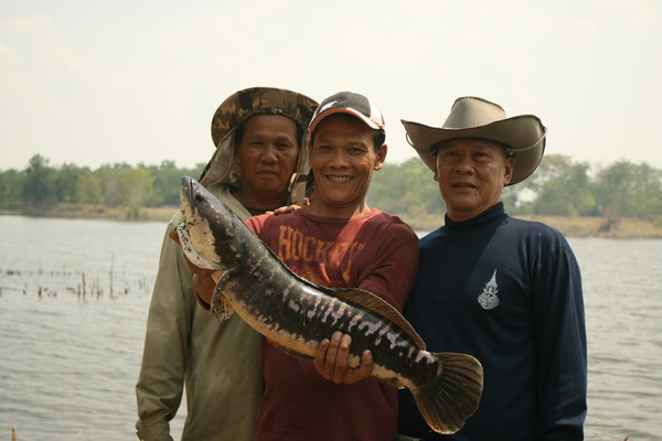 ชะโดไทรน้อย