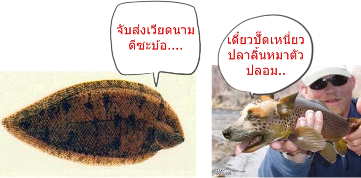 ตัวไหนตัวจริงครับ..งงๆ