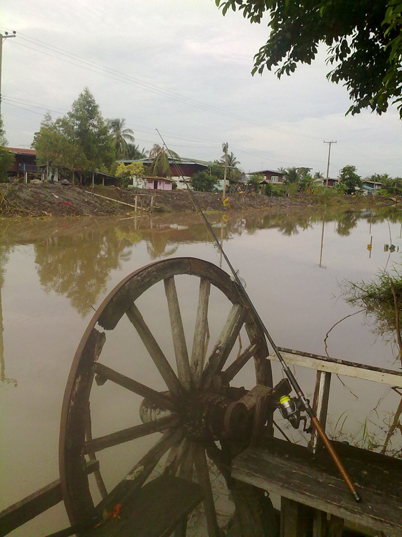 วันนี้ริมคลองบ้านเพื่อนหนองจอกครับ