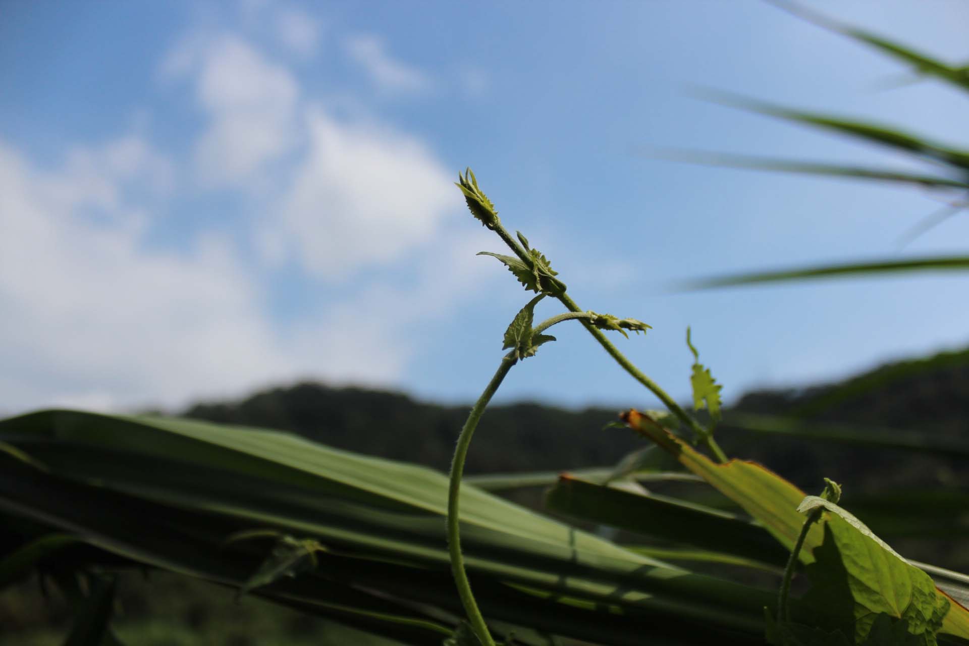 ตกปลาช่อนหน้าดิน-ไต้หวัน