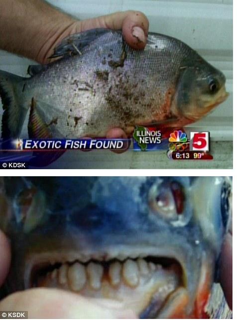 ผวา ชาวบ้านพบปลากัดไข่ โผล่ทะเลสาบรัฐอิลลินอยส์ 