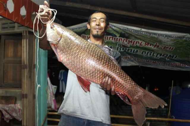 ยี่สกเทศเขื่อนศรีครินทร์ หม่องกะแทะ กาญจนบุรี กินเบ็ดแล้ว