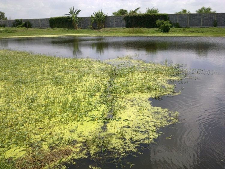 ชะโดสียัด