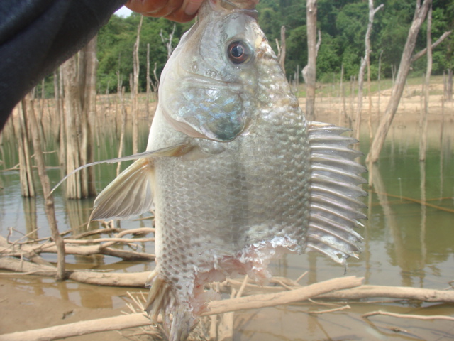 ของเหลือจากชะโด สุรินทร์