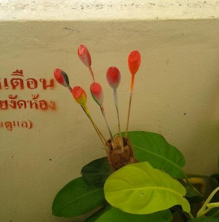 กบตอง7มาให้ชมคราบ
