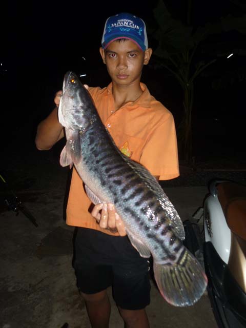 ตี ริตโต้  โดจิบ หมาย ยุดยา