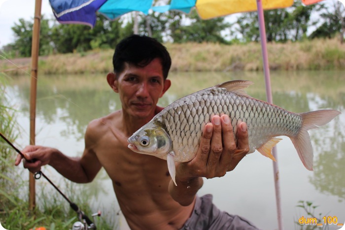 ตะเพียนขาวครับ