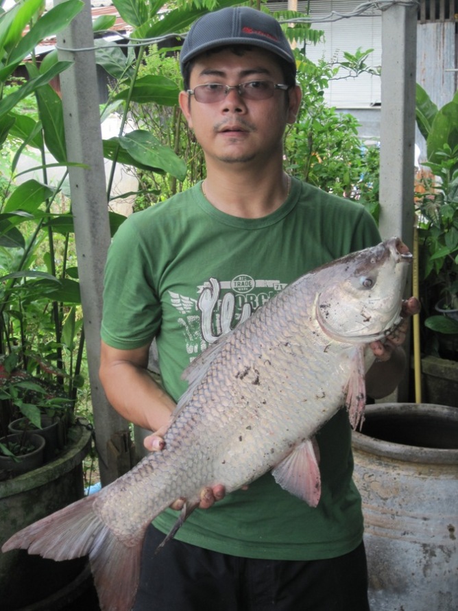 ยี่สกป่าแม่นำน้อย (แยกจากแม่นำท่าจีน อ.บางปลาม้า จ.สุพรรณบุรี)