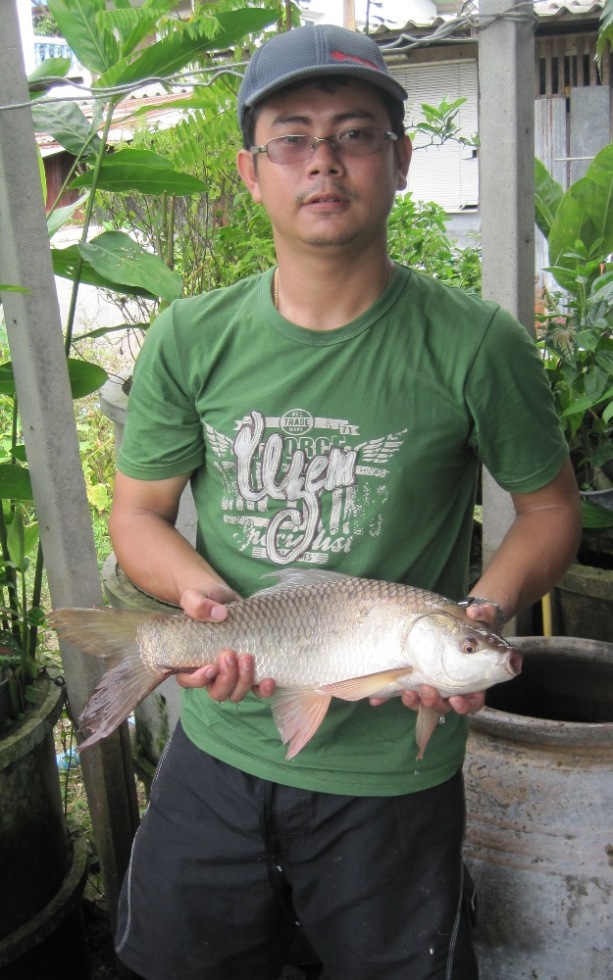 ยี่สกป่าแม่นำน้อย (แยกจากแม่นำท่าจีน อ.บางปลาม้า จ.สุพรรณบุรี)