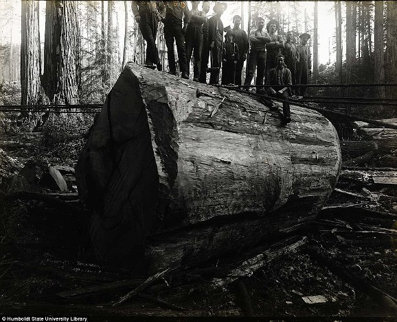 เปิดภาพประวัติศาสตร์ ช่างตัดไม้โค่นต้นสนแดงขนาดยักษ์ โดยไร้เครื่องจักร