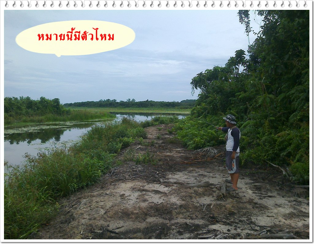 ชะโด แม่น้ำ บางนรา จ.นราธิวาส