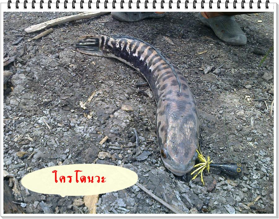 ชะโด แม่น้ำ บางนรา จ.นราธิวาส