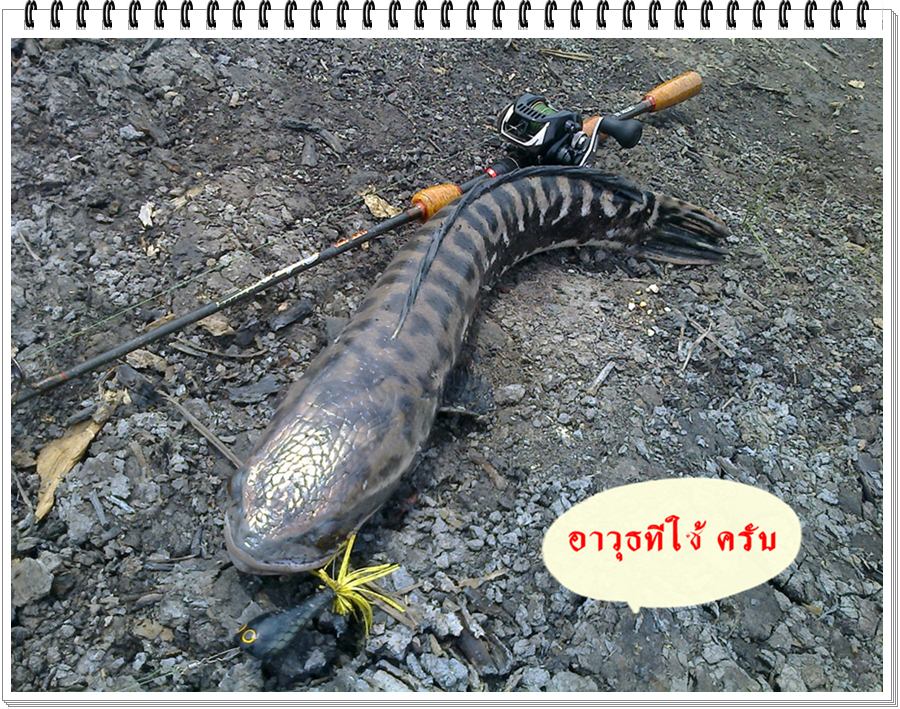 ชะโด แม่น้ำ บางนรา จ.นราธิวาส