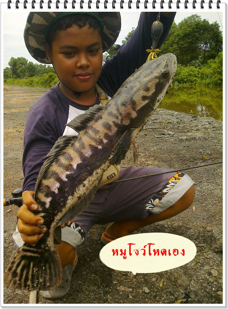 ชะโด แม่น้ำ บางนรา จ.นราธิวาส
