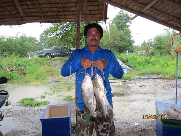 บ่อตกปลาน้องพลอย2 เปิด อาทิตย์ที่16 กันยายน 2555