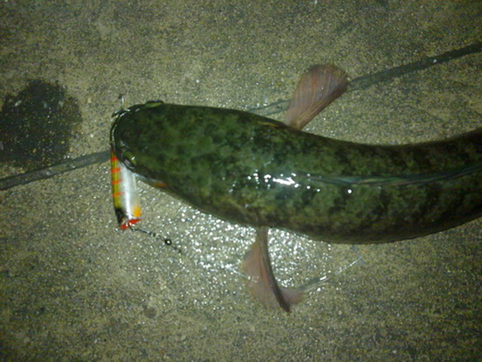 ปลาช่อนกัดPopตอนกลางคืนปลากรายกัดตอนเช้า