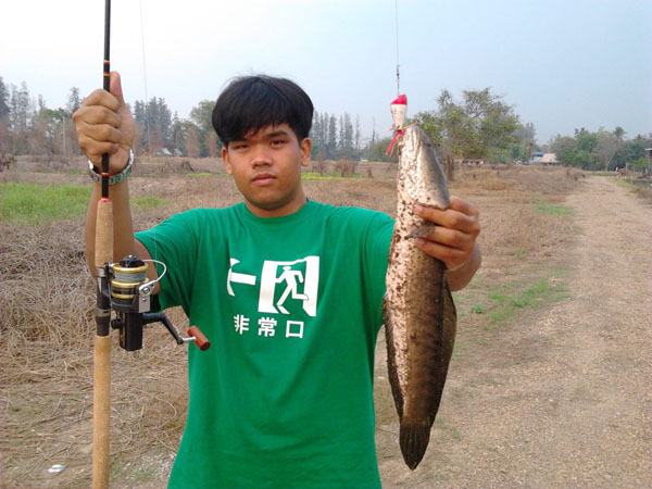 น้องใหม่หัดโพส เอาปลาช่อน เมืองปทุมธานี มาฝากครับ