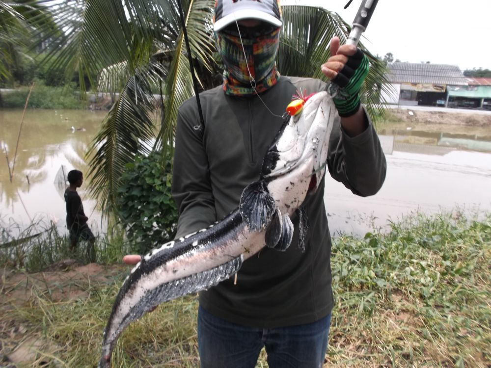 ชะโดสุพรรรณปะทะกบเชด