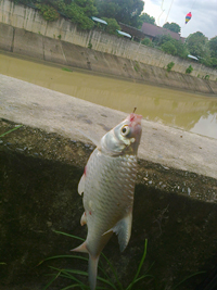 ตะเพียนคลองอู่ตะเภา หาดใหญ่