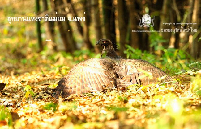 ลักษณะไก่ป่าแท้ๆ ในธรรมชาติ