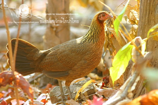 ลักษณะไก่ป่าแท้ๆ ในธรรมชาติ