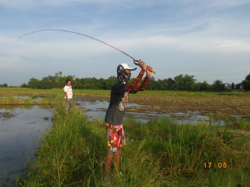 ตะกี้ ลองเอากบลงใปเทสที่ทุ่งนาหลังบ้าน  ก็ได้อาหารเย็นเลย ....กบตาบอด แสนนครพนม.