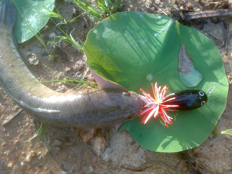 ปลาช่อน-ชะโดภูเก็ต