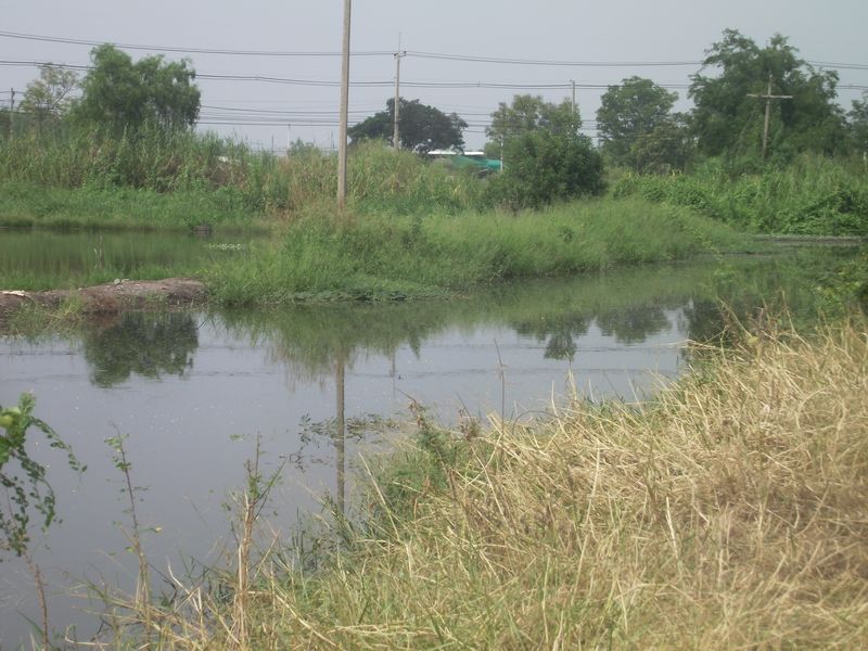 ชะโดคลองปทุมธานี