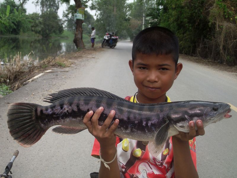 ชะโดคลองปทุมธานี