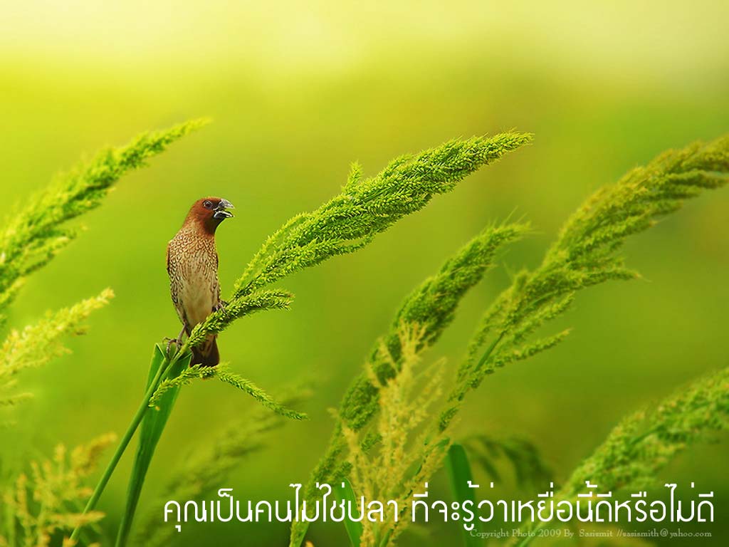 คำคมนักตกปลา ครั้งที่ 28