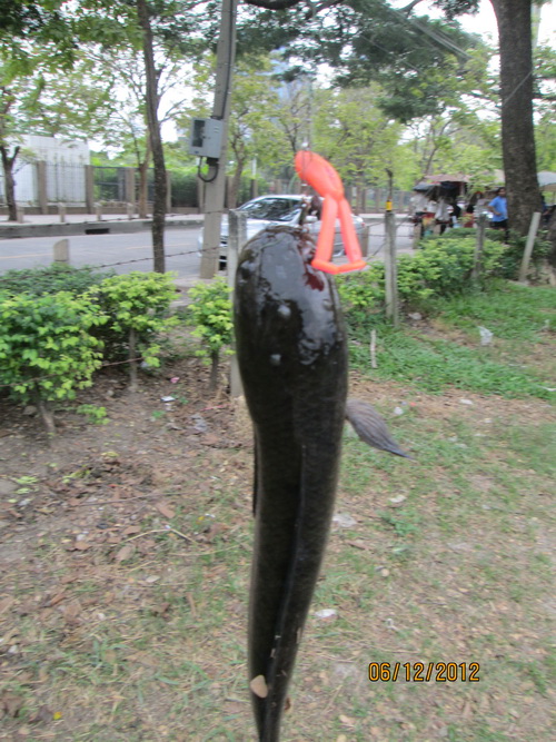 หมายข้างทางในเมืองหลวง กับผลงานกบ UREKA ของน้าไตรครับ  ลากช้าขาออกแอคชั่นปลากัดก