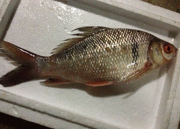ตัวนี้ปลาอะไรครับ