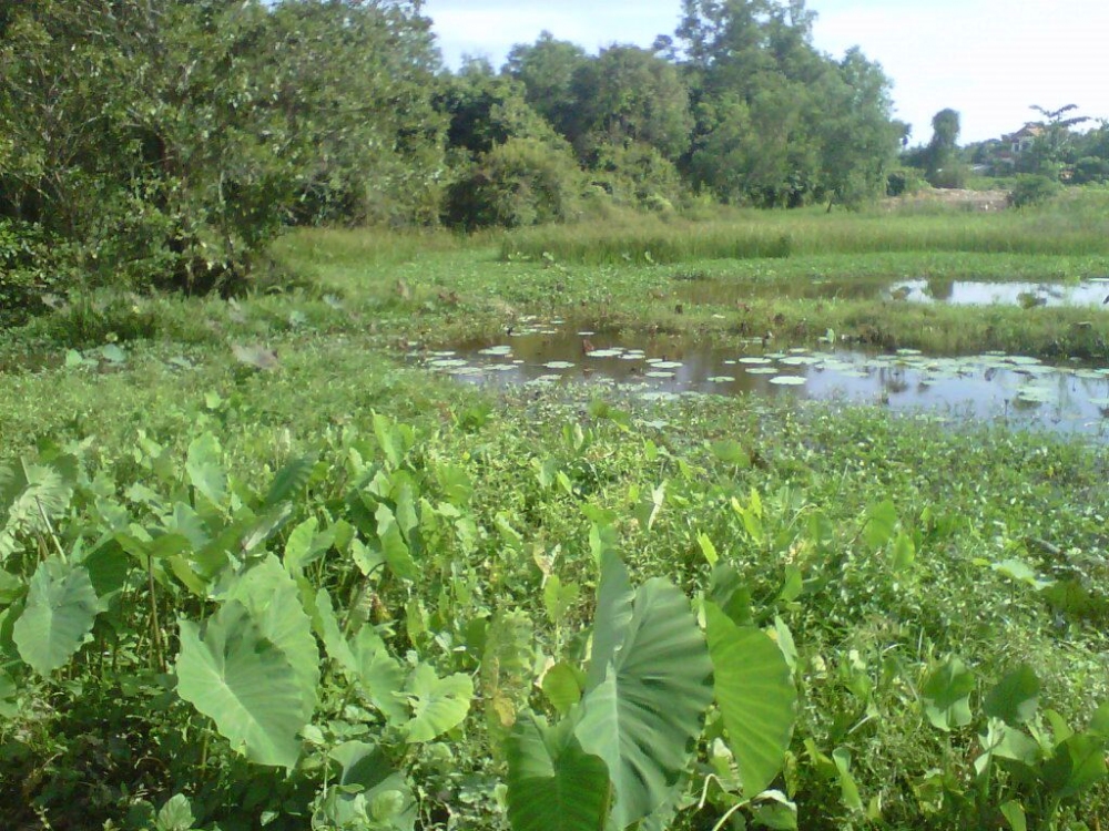 ช่อน ม.หาดใหญ่ 4 พาน้องข้างบ้านออกท่องยุทธจัก