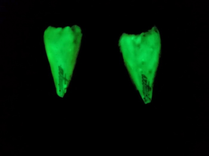 กบกระโดด artraido รุ่น glow in the dark ครับ