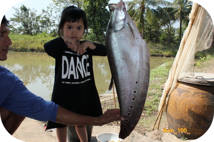 พ่อได้ปลากราย & ลูกชายได้ปลาช่อนกะชะโด