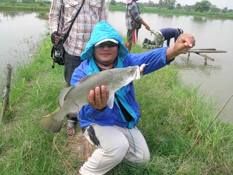 17-02-56ทริพกระพงบ่อซิงโดยทีมงานสะดุดเอ็น