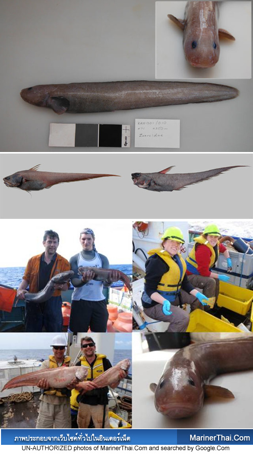 นักวิทย์ฯ พบปลาไหลตาบอดสายพันธุ์ใหม่ ใต้ท้องทะเลลึกนิวซีแลนด์
