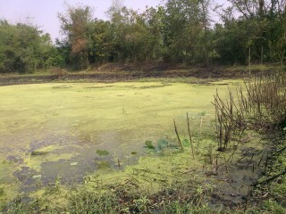 ช่อนสุพรรณยังหวานอยู่