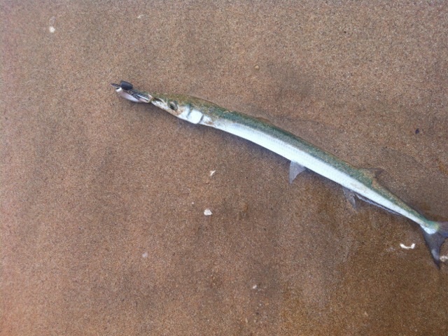 หมายชายหาด พัทยาใต้ มีปลาอะไรบ้าง
