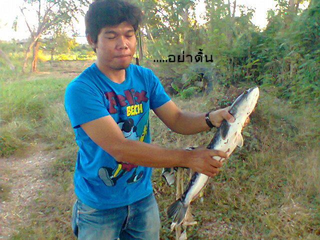 ชะโด โพธิ์ศรี