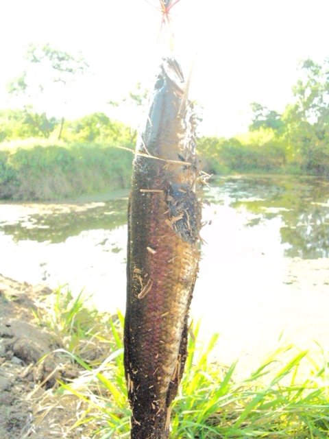 ช่อนชลบุรี