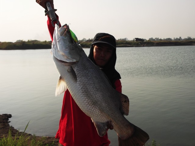 Rut yudya Fishing Club กระพง อีกแล้ว